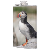 Flasques Puffin Atlantique en Machias, Maine (Gauche)