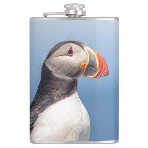 Flasques Puffin Atlantique en Machias, Maine