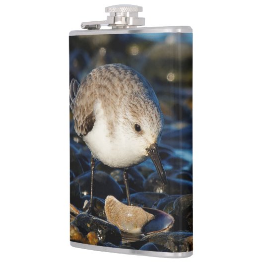 Flasques Shorebird Dines on Clam (Gauche)