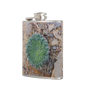 Flasques Succulent plante du désert (Gauche)