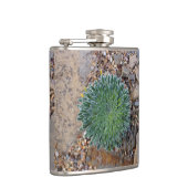 Flasques Succulent plante du désert (Droite)