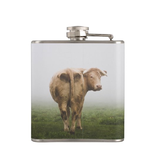 Flasques Taureau de vache blanche à l'arrière dans un champ (Dos)