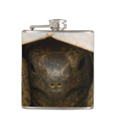 Flasques Tortue (Devant)