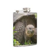 Flasques Tortue géante (Droite)