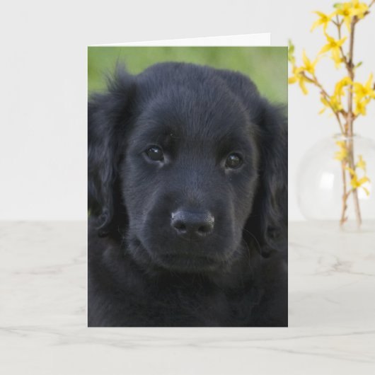Flat-Coated Retriever Puppy Kaart (Gele Bloem)
