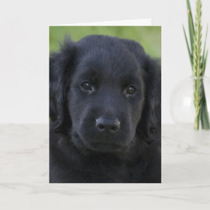 Flat-Coated Retriever Puppy Kaart