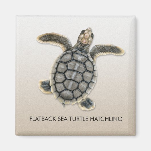 Flatback Zee Turtle Hatchling Magnet Magneet (Voorkant)