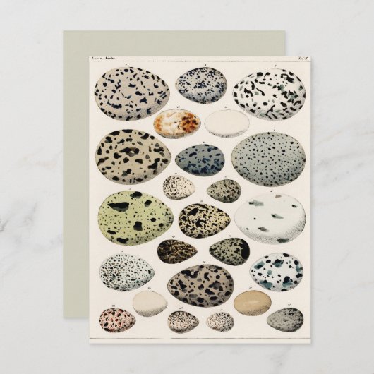 FLATCARD MET  "VOGELEITEN" (Voorkant / Achterkant)