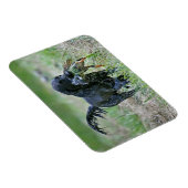 Flatcoated Retriever met eendenmagneet Magneet (Rechterzijde)