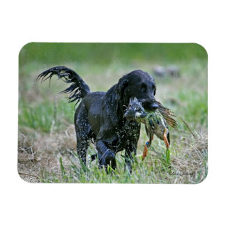 Flatcoated Retriever met eendenmagneet Magneet