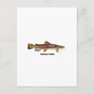 Flathead Catfish Briefkaart