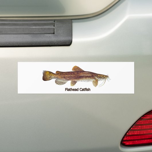 Flathead Catfish Bumpersticker (Op auto)