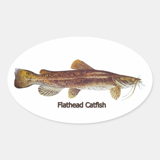 Flathead Catfish Ovale Sticker (Voorkant)