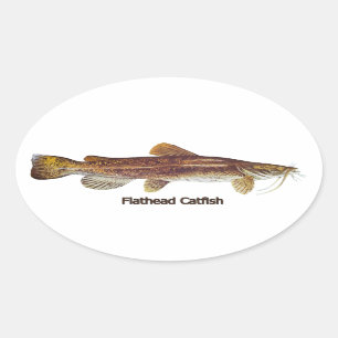 Flathead Catfish Ovale Sticker