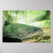 Flathead CatFish Poster (Voorkant)