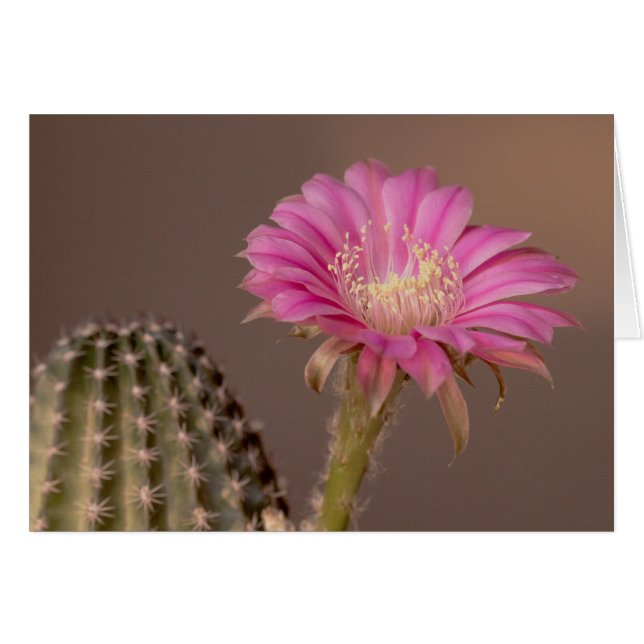 Flatty Cake blooms (Voorkant Horizontaal)