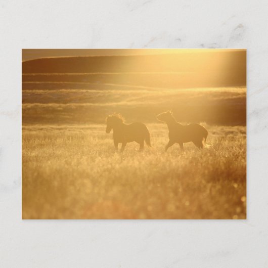 Flaxen Fields Briefkaart (Voorkant)