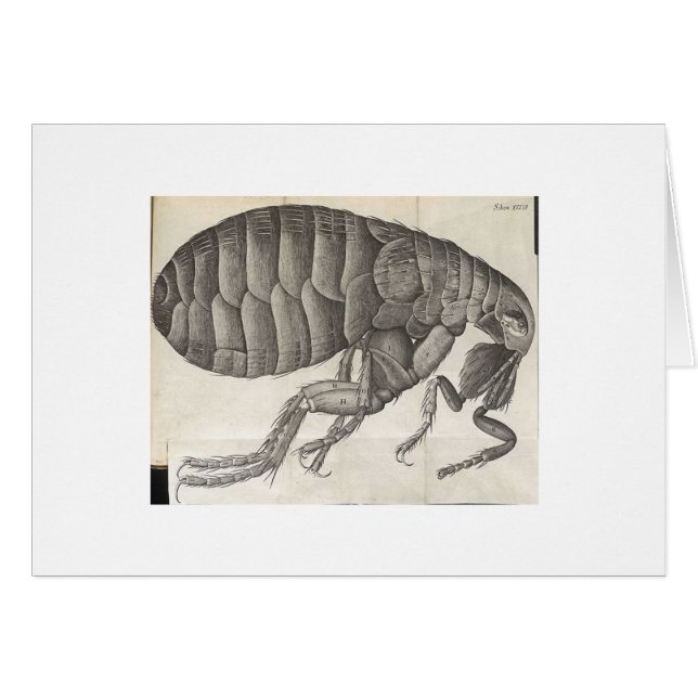 Flea (Voorkant Horizontaal)