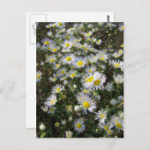 Fleabane Daisy Post Card Briefkaart (Voorkant / Achterkant)