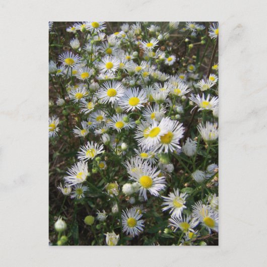 Fleabane Daisy Post Card Briefkaart (Voorkant)
