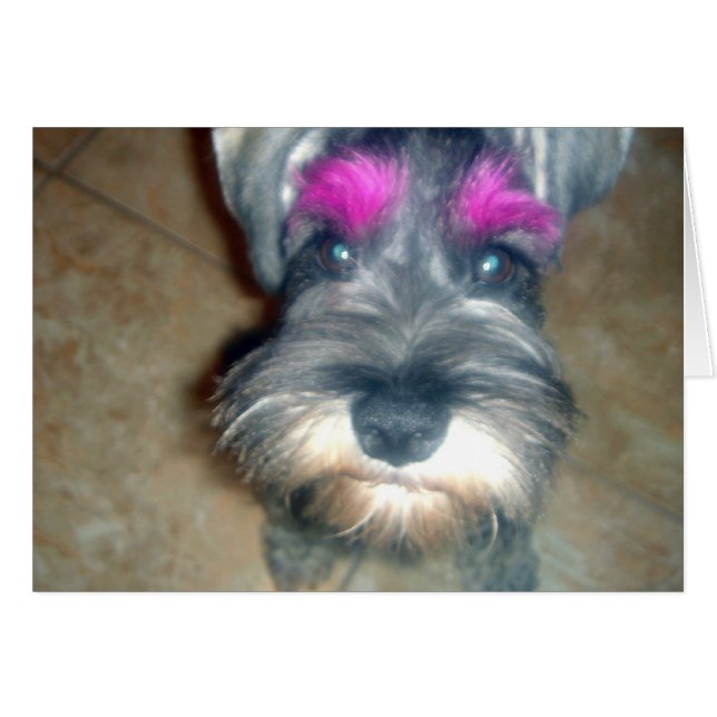 Flèche rose - Schnauzer miniature (Devant horizontal)