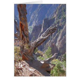 Flèches de bois et de pierre