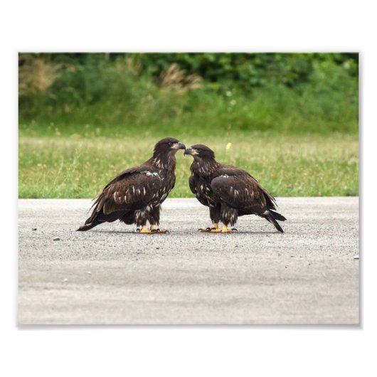 Fledgling Bald Eagles Foto Afdruk (Voorkant)