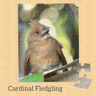 Fledgling Cardinaal Baby Bird Photographic Legpuzzel