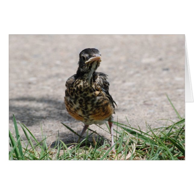 Fledgling Robin met Attitude (Voorkant Horizontaal)