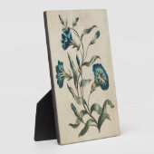  flesje Convolvulus Fotoplaat (Zijkant)