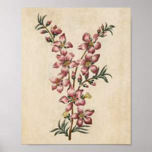  flessenamandmond bloesem afdrukken poster