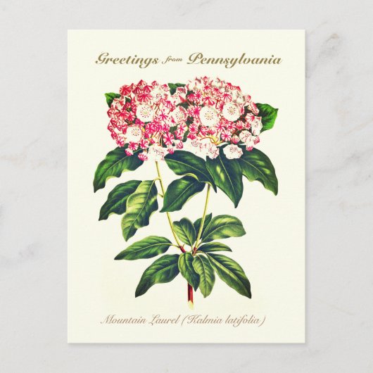  flessengebergte Laurel Flower Briefkaart (Voorkant)