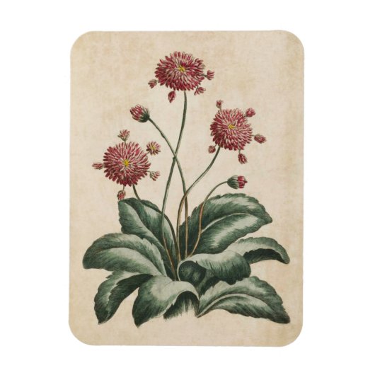  flessenhals Daisy Magnet Magneet (Verticaal)