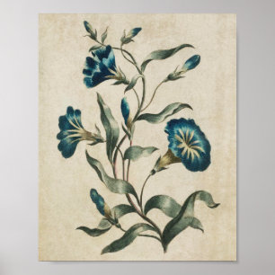 flessenhalsflora Convolvulus afdrukken Poster