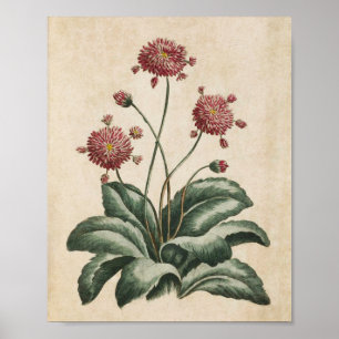 flessenhalsflora Daisy Print