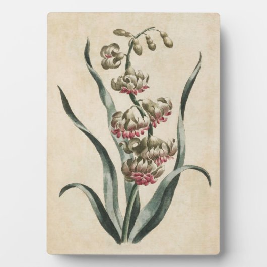 flessenhyacinth fotoplaat (voorkant)