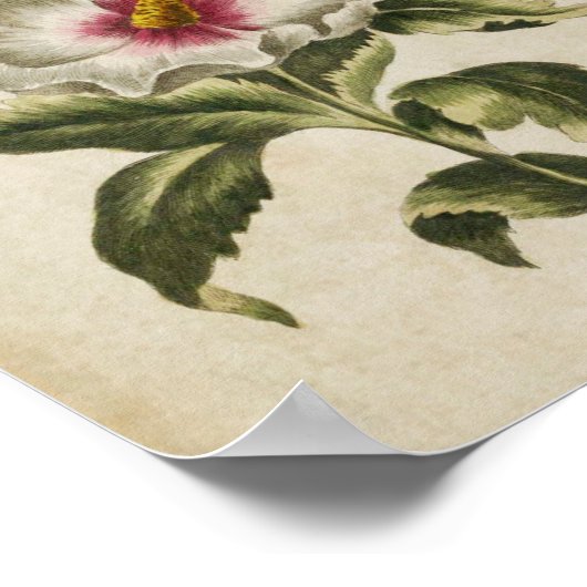 flessentekst van Althea Frutex Poster (Hoek)