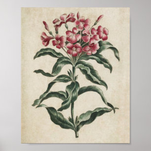  flessenverlichting Lychnidea Poster