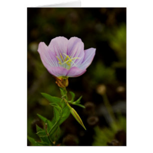 Fleur