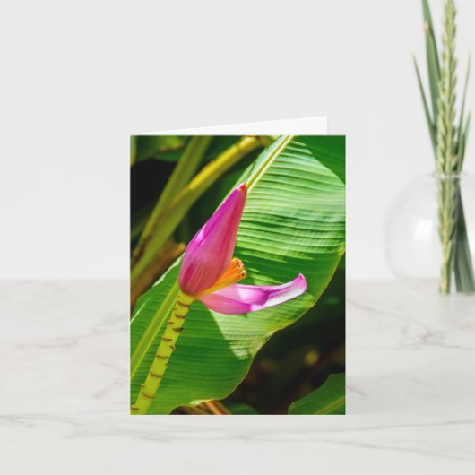 Fleur banane, Jardins de Limahuli, Kauai (Devant)