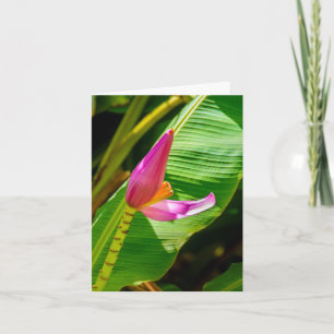 Fleur banane, Jardins de Limahuli, Kauai