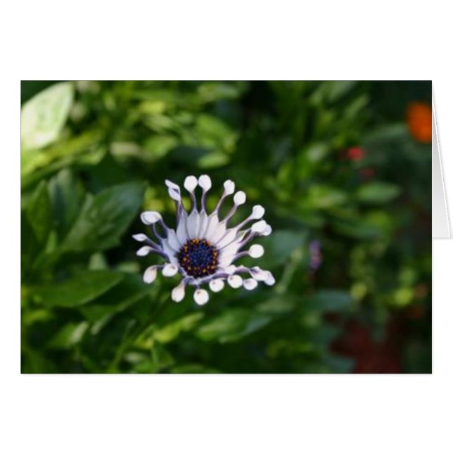 fleur blanche (Devant horizontal)