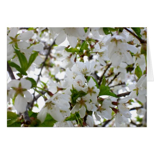 Fleur blanche (Devant horizontal)