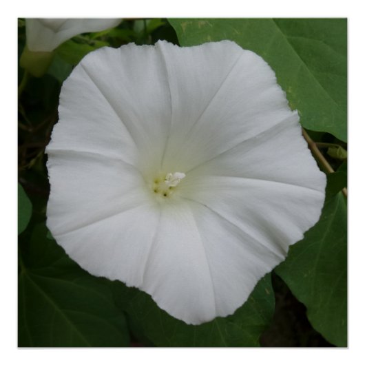 Fleur blanche 20" x 20", Poster Papier, Semi-brill (Devant)