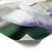 Fleur blanche avec affiche à garniture violette (Coin)