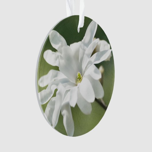 Fleur blanche de Magnolia (devant)