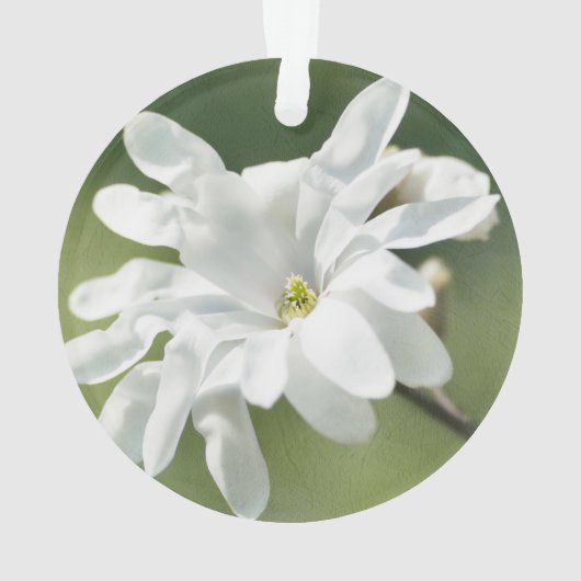Fleur blanche de Magnolia (dos)