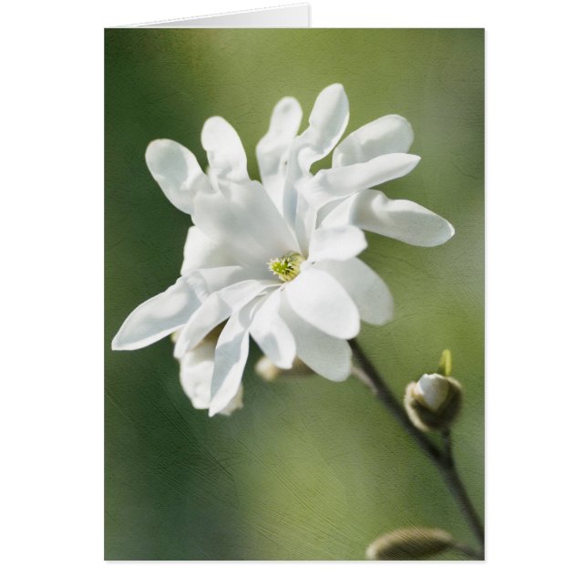 Fleur blanche de Magnolia (Devant)