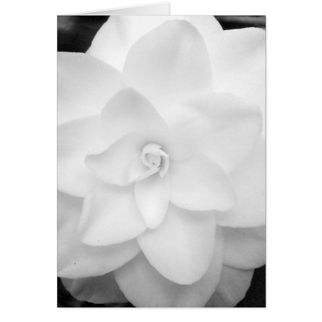 Fleur blanche. (Noir et Blanc) - Customisé (Devant)