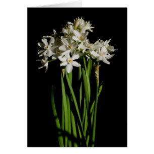 Fleur Blanche Printemps Événement Et Carte Mariage